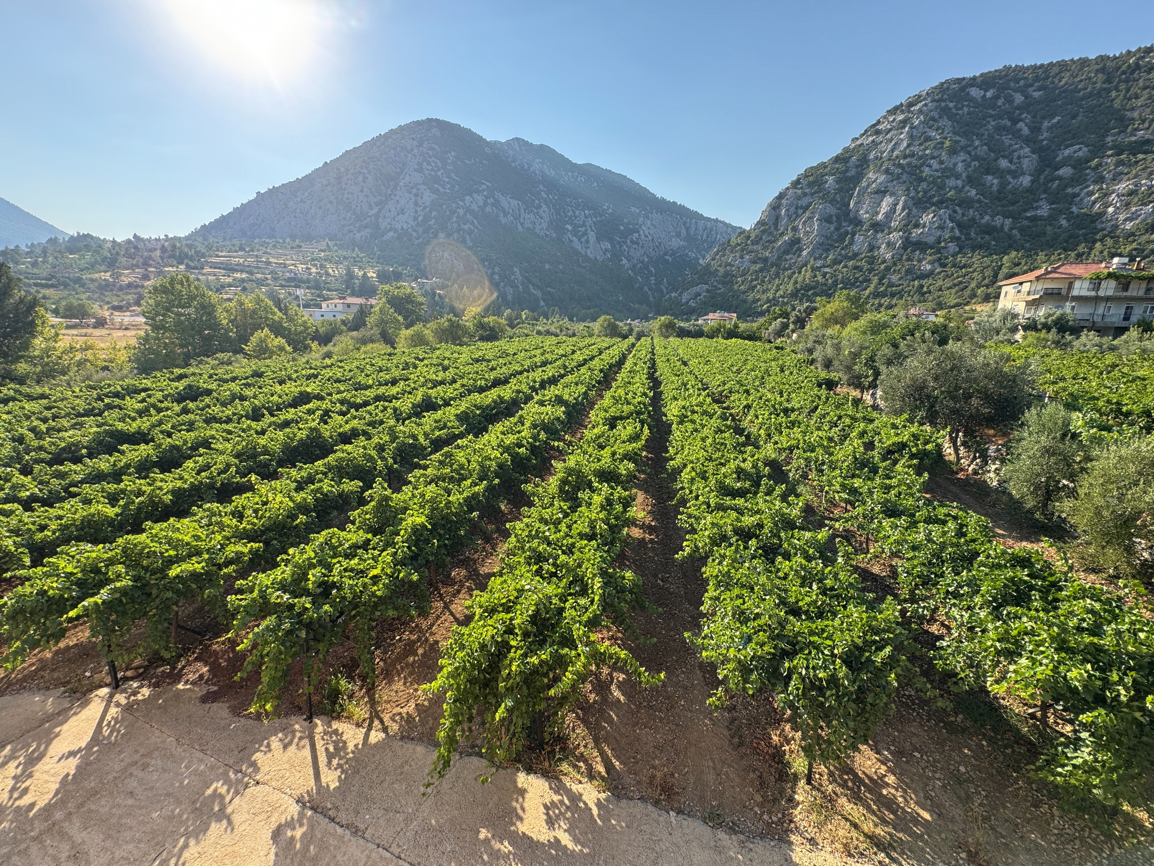 6 dönümde 5 çeşit ürünle marka haline geldi! En küçük salkım 1 kilo veriyor 6 dönümde 5 çeşit ürünle marka haline geldi! En küçük salkım 1 kilo veriyor - 1. Resim