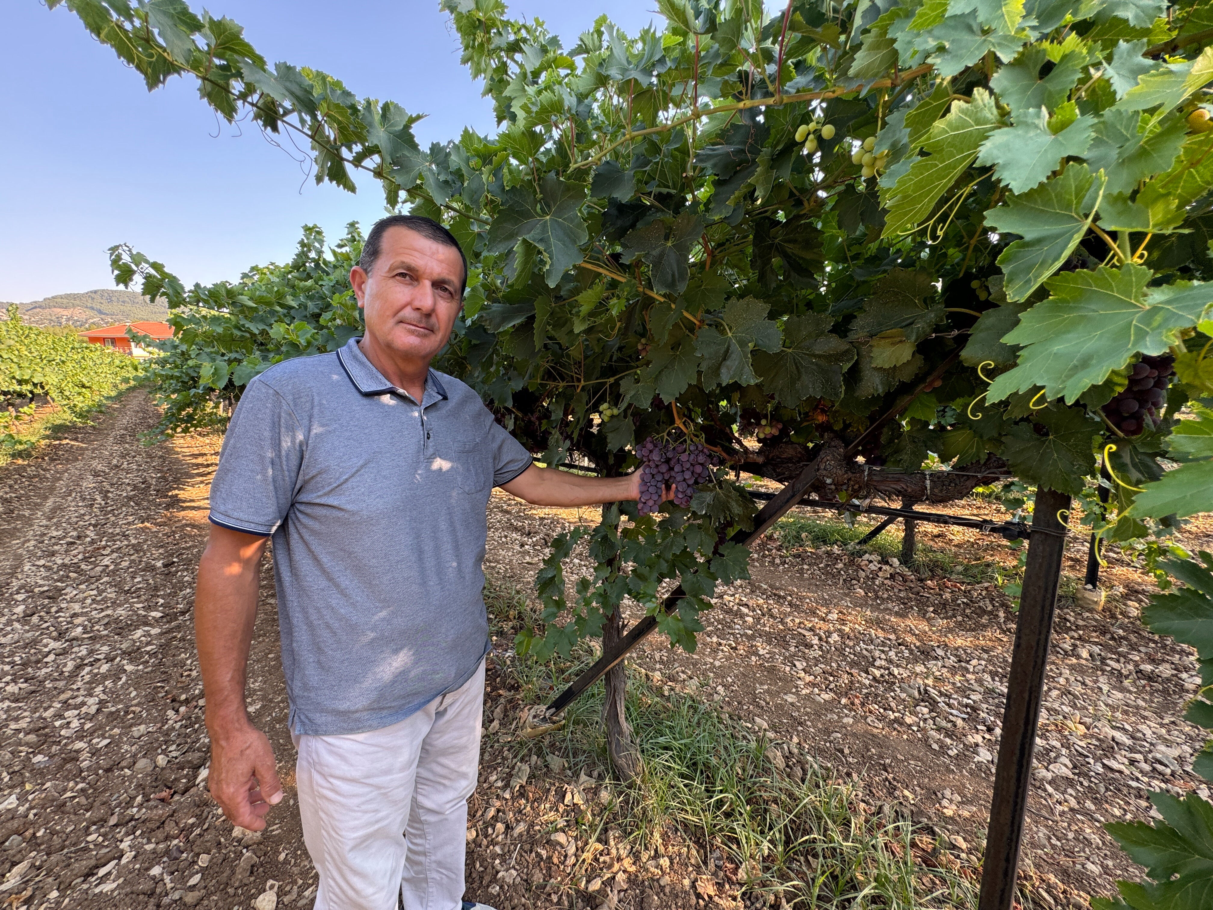 6 dönümde 5 çeşit ürünle marka haline geldi! En küçük salkım 1 kilo veriyor 6 dönümde 5 çeşit ürünle marka haline geldi! En küçük salkım 1 kilo veriyor - 3. Resim