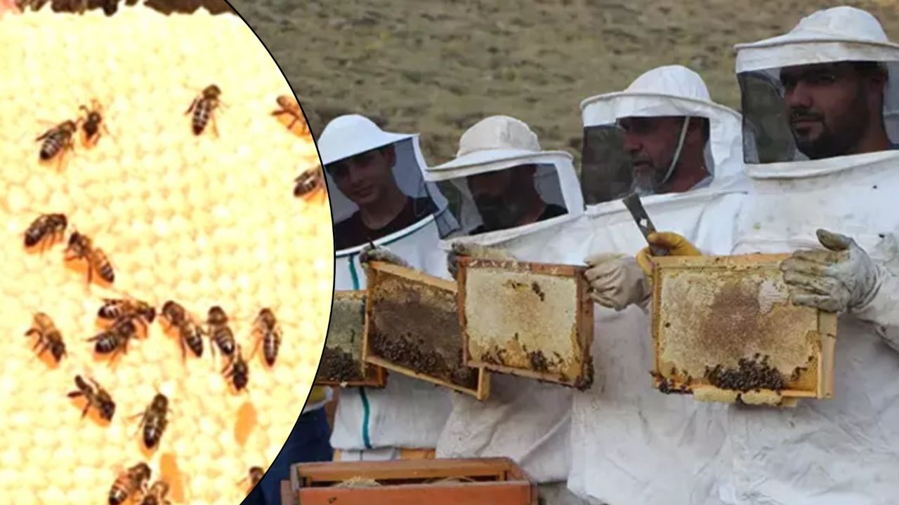 AB'den tescillendi, ilk hasat yapıldı! Yıllık 1445 ton üretim AB'den tescillendi, ilk hasat yapıldı! Yıllık 1445 ton üretim