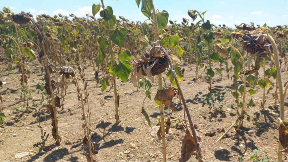 Bu yıl verim yok denecek kadar az! Alternatiflerini düşünüyorlar - 1. Resim
