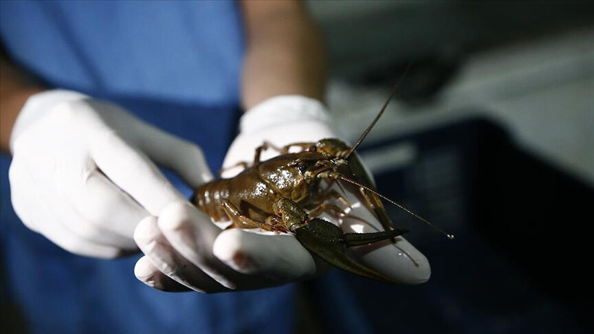 Göl kenarında gördükleriyle şaşkına döndüler! Endişeye düşüren manzara sonrası araştırma talep ettiler Göl kenarında gördükleriyle şaşkına döndüler! Endişeye düşüren manzara sonrası araştırma talep ettiler - 1. Resim