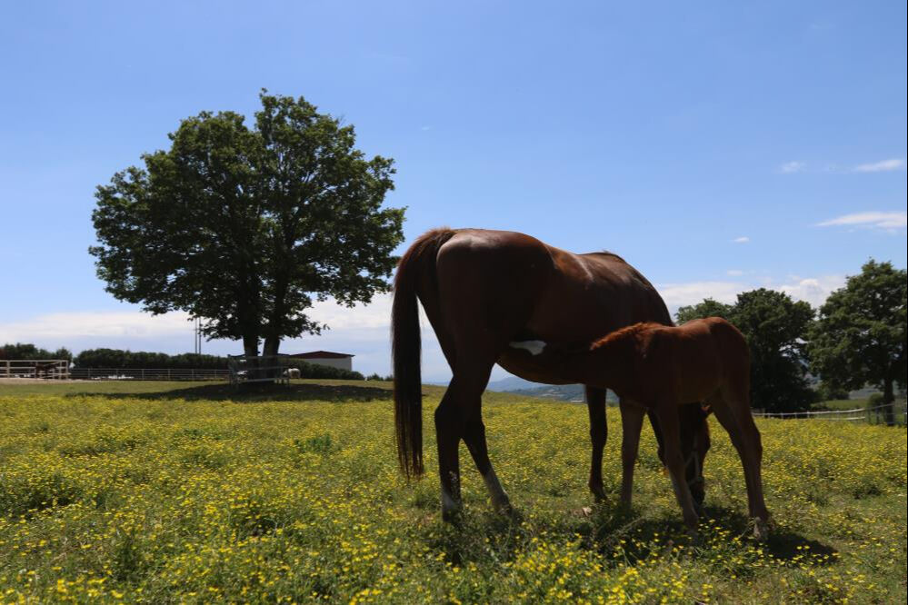 Hepsine özel olarak bakılıyor! 10 milyon liraya alıcısı var - 2. Resim