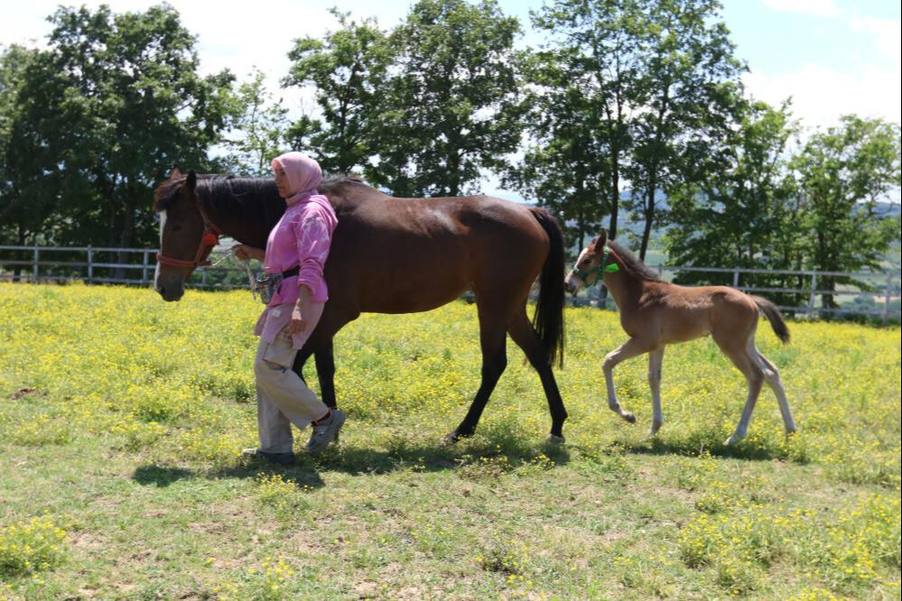 Hepsine özel olarak bakılıyor! 10 milyon liraya alıcısı var - 3. Resim
