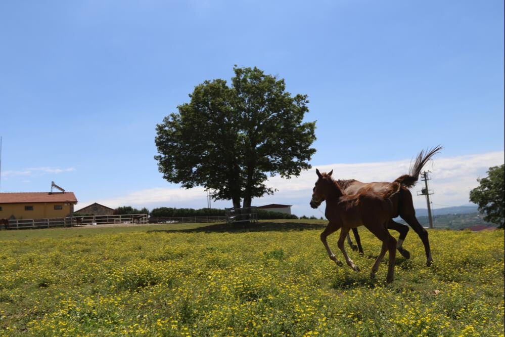 Hepsine özel olarak bakılıyor! 10 milyon liraya alıcısı var - 1. Resim
