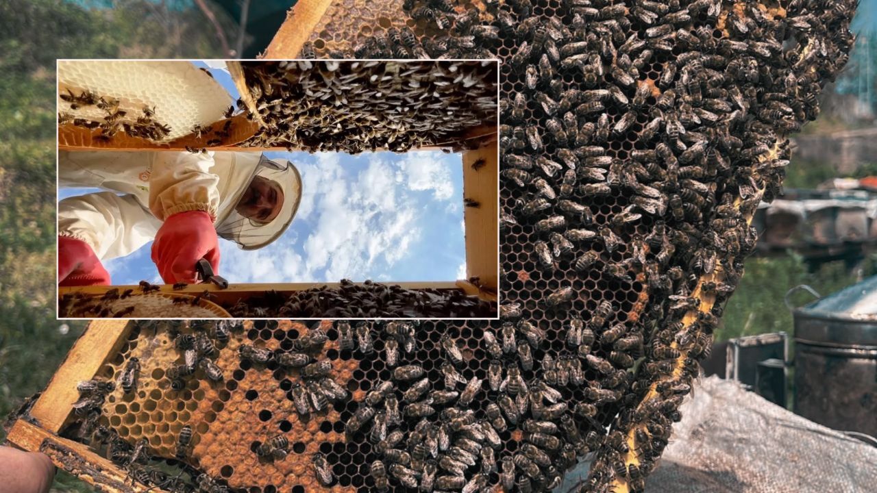 Kilosu binlerce TL, tek kovanda 6,5 kilo var! 12 bölgede petek kuruldu, sağım başladı Kilosu binlerce TL, tek kovanda 6,5 kilo var! 12 bölgede petek kuruldu, sağım başladı
