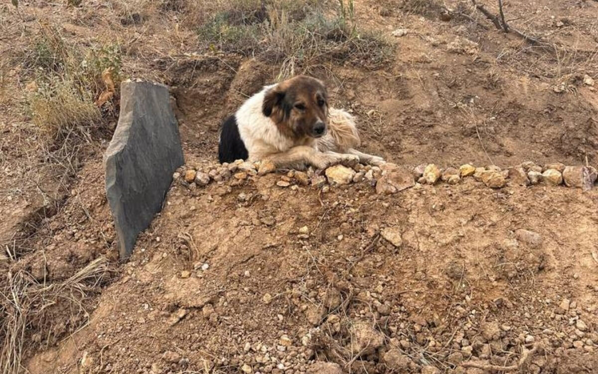 Sahibinin mezarından ayrılmıyordu! Ünlü şarkıcı Ceylan Ertem sahiplendi - 2. Resim