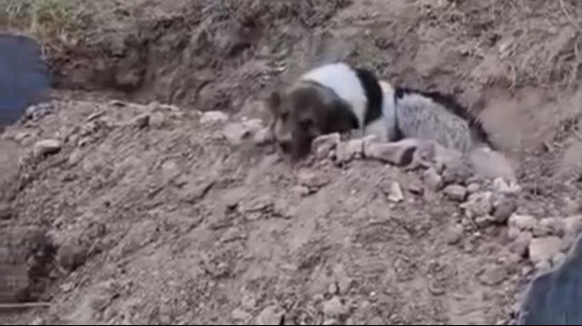 Sahibinin mezarından ayrılmıyordu! Ünlü şarkıcı Ceylan Ertem sahiplendi - 1. Resim