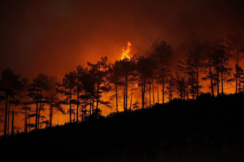 Türkiye'nin de yüreği yandı! Orman yangınlarıyla ilgili kritik açıklama: Yenilenmesi 100 yılı buluyor - 3. Resim