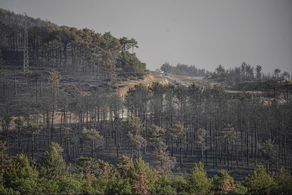 Türkiye'nin de yüreği yandı! Orman yangınlarıyla ilgili kritik açıklama: Yenilenmesi 100 yılı buluyor - 2. Resim