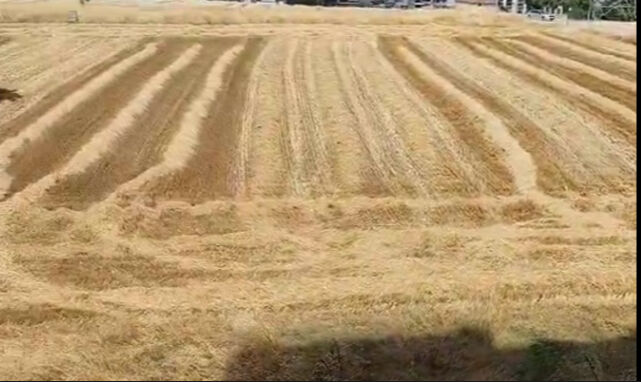 30 milyon değerindeki tarlasını satmadı, yalnızca 39 bin TL gelir elde etti... "Tarımda gelinen son nokta" diyerek paylaştı - 1. Resim