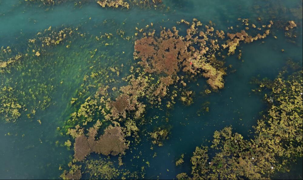 Adana'nın simgelerinden! Yosun akınına uğradı, çöplerle oldu... Vatandaş tepkili - 1. Resim