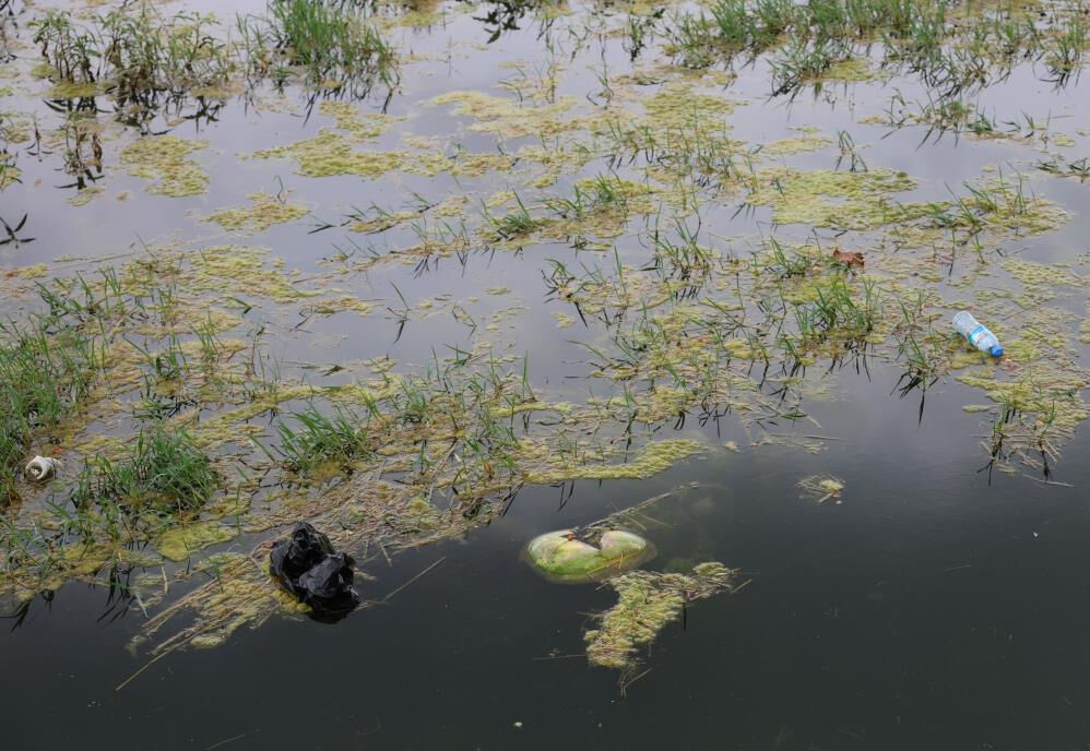 Adana'nın simgelerinden! Yosun akınına uğradı, çöplerle oldu... Vatandaş tepkili - 3. Resim
