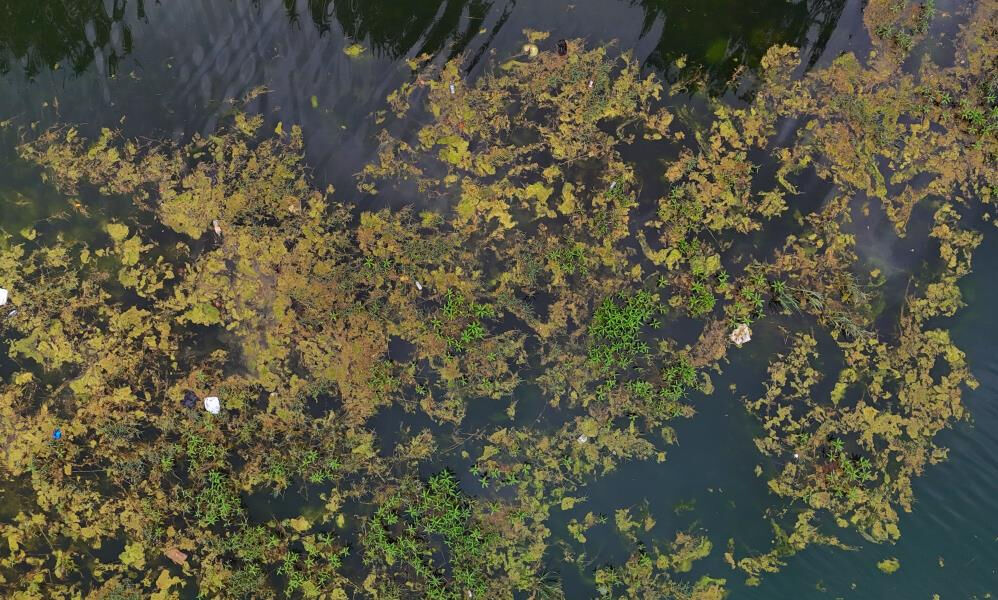 Adana'nın simgelerinden! Yosun akınına uğradı, çöplerle oldu... Vatandaş tepkili - 2. Resim