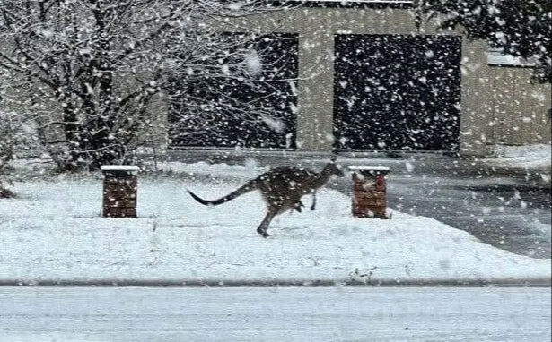Biz yazı yaşarken onlar kışı yaşıyor! 1980'lerden bu yana böyle kar yağışı görülmedi - 2. Resim