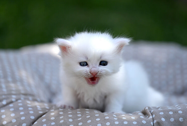 Çin’den dünyaya yayılan dehşet! Her 14 saatte bir yeni işkence: Görüntüler ifşa oldu - 1. Resim