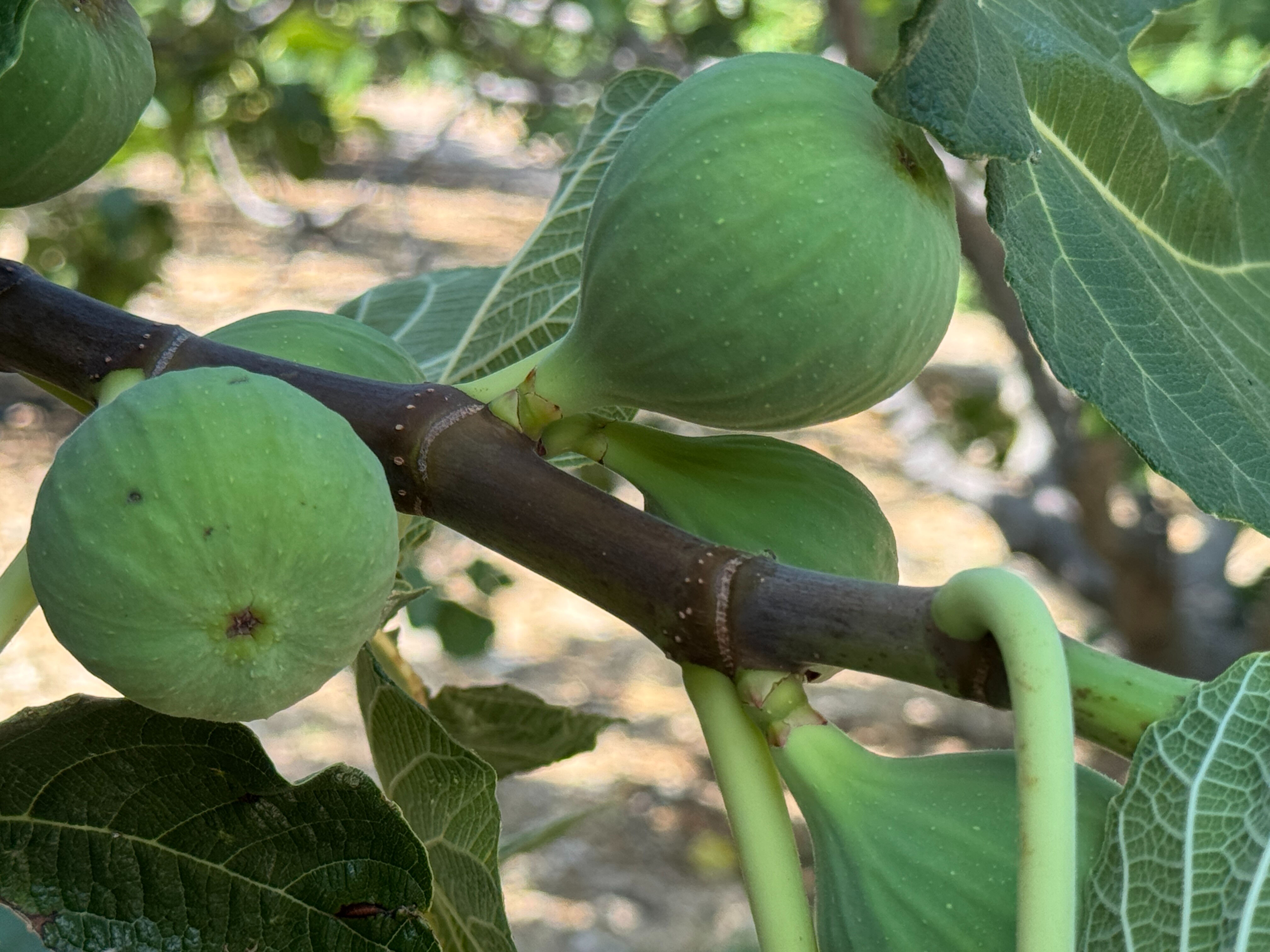 Rekolte düştü, kalite arttı! Ama cebiniz yanabilir... 200 ağaçtan sadece 8 ton ürün çıkacak - 2. Resim