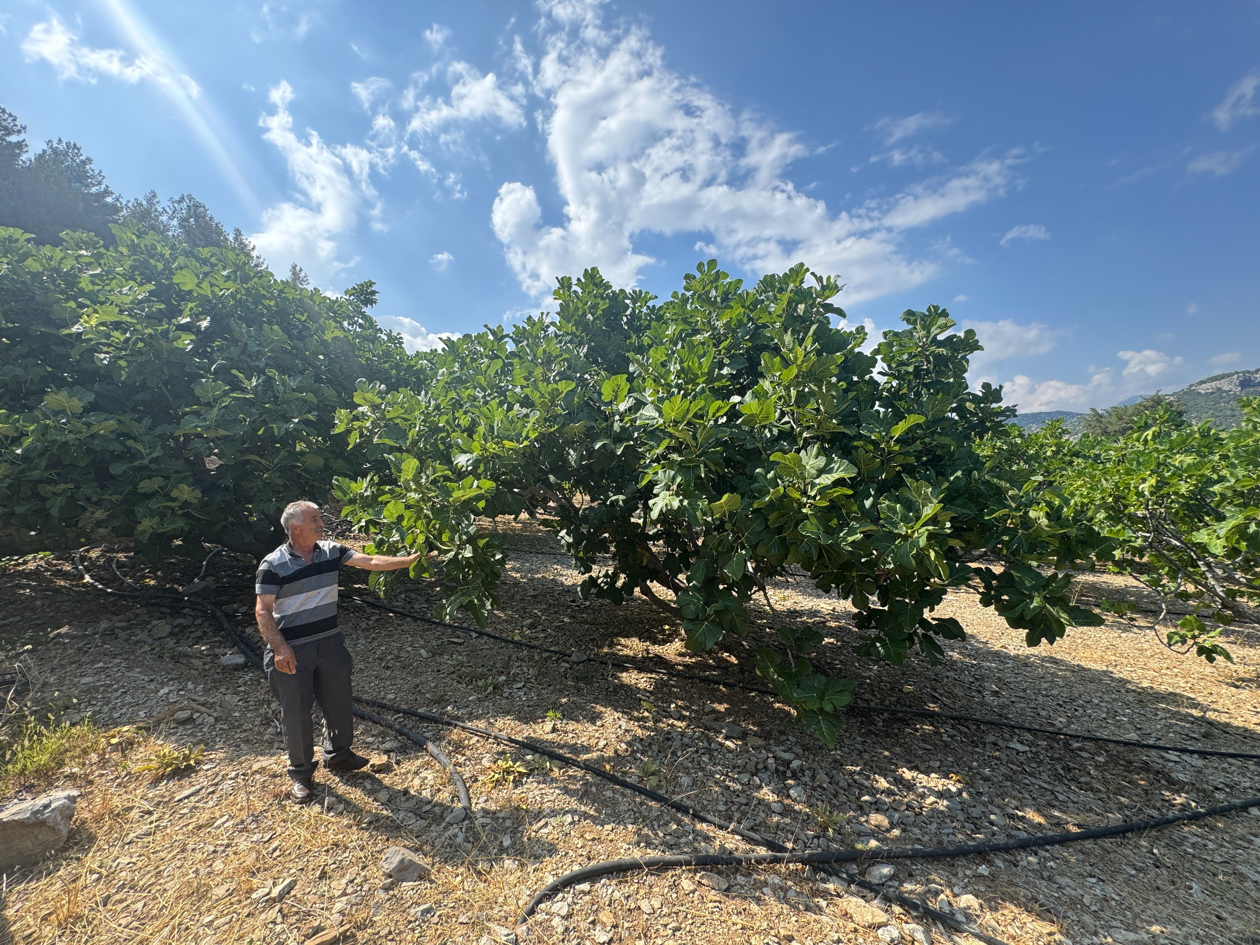 Rekolte düştü, kalite arttı! Ama cebiniz yanabilir... 200 ağaçtan sadece 8 ton ürün çıkacak - 1. Resim