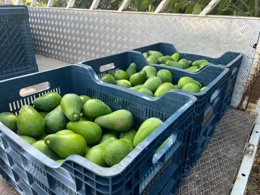 Tarlasına Clifton cinsi avokado ekti, kasa kasa hasat etti! Tanesi 55 liradan alıcı buluyor Tarlasına Clifton cinsi avokado ekti, kasa kasa hasat etti! Tanesi 55 liradan alıcı buluyor - 2. Resim