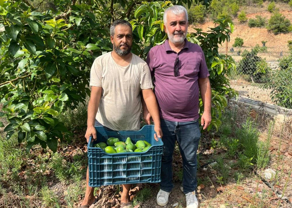 Tarlasına Clifton cinsi avokado ekti, kasa kasa hasat etti! Tanesi 55 liradan alıcı buluyor Tarlasına Clifton cinsi avokado ekti, kasa kasa hasat etti! Tanesi 55 liradan alıcı buluyor - 3. Resim