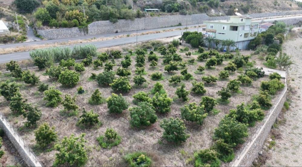 Tarlasına Clifton cinsi avokado ekti, kasa kasa hasat etti! Tanesi 55 liradan alıcı buluyor Tarlasına Clifton cinsi avokado ekti, kasa kasa hasat etti! Tanesi 55 liradan alıcı buluyor - 1. Resim