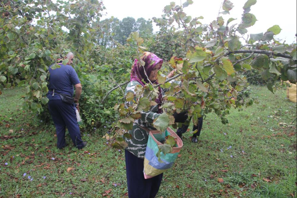 Yeşil altın için hasat zamanı! Sabah erkenden bahçeye koşuyorlar, tek endişeleri var - 5. Resim