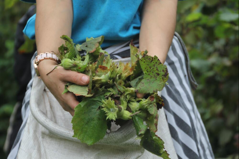 Yeşil altın için hasat zamanı! Sabah erkenden bahçeye koşuyorlar, tek endişeleri var - 1. Resim