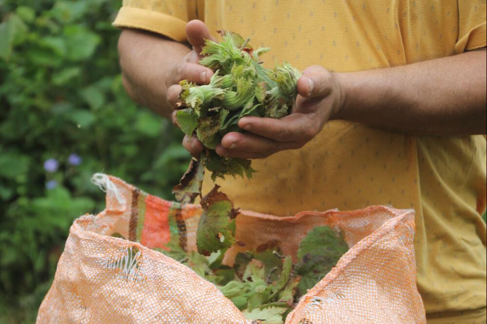 Yeşil altın için hasat zamanı! Sabah erkenden bahçeye koşuyorlar, tek endişeleri var - 2. Resim
