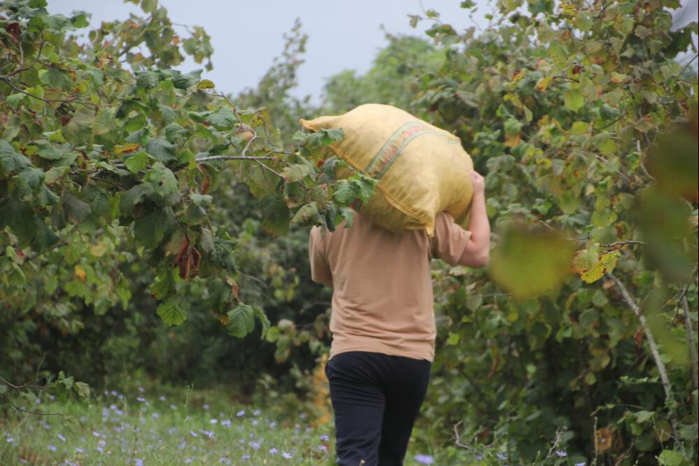 Yeşil altın için hasat zamanı! Sabah erkenden bahçeye koşuyorlar, tek endişeleri var - 4. Resim