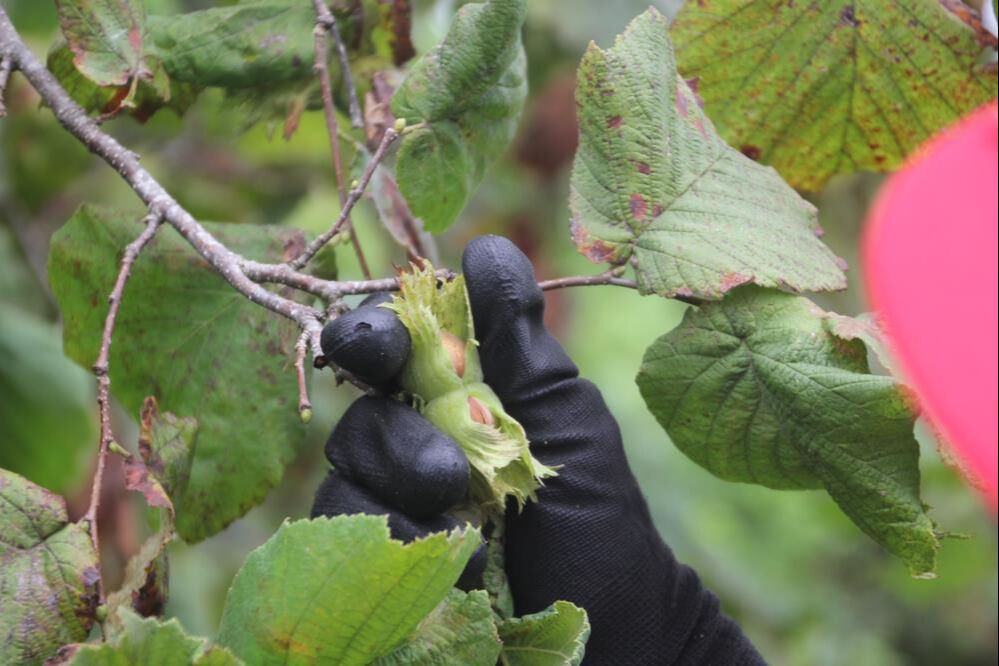 Yeşil altın için hasat zamanı! Sabah erkenden bahçeye koşuyorlar, tek endişeleri var - 3. Resim