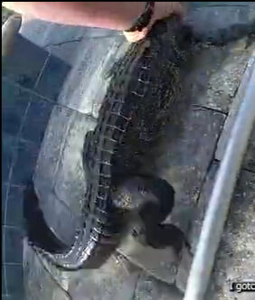 Yüzme havuzunda mahsur kalmıştı! İmdadına polis yetişti: İlginç anlar kamerada - 1. Resim