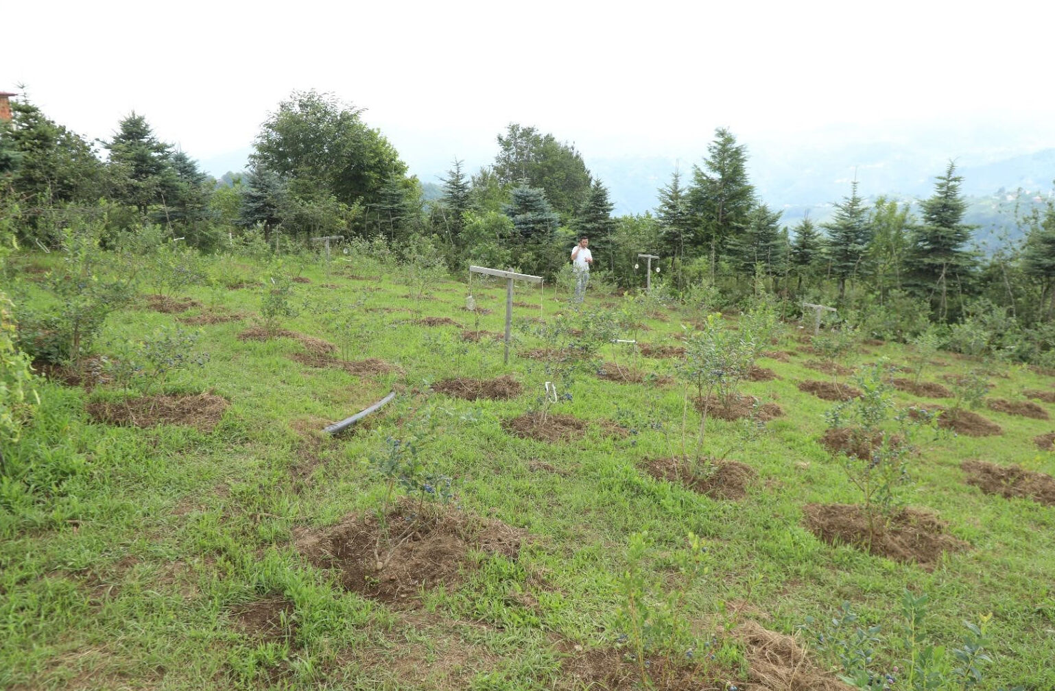 Adı gibi kendi de güzel! Hasat başladı, kilosu 500 liradan satılacak - 4. Resim