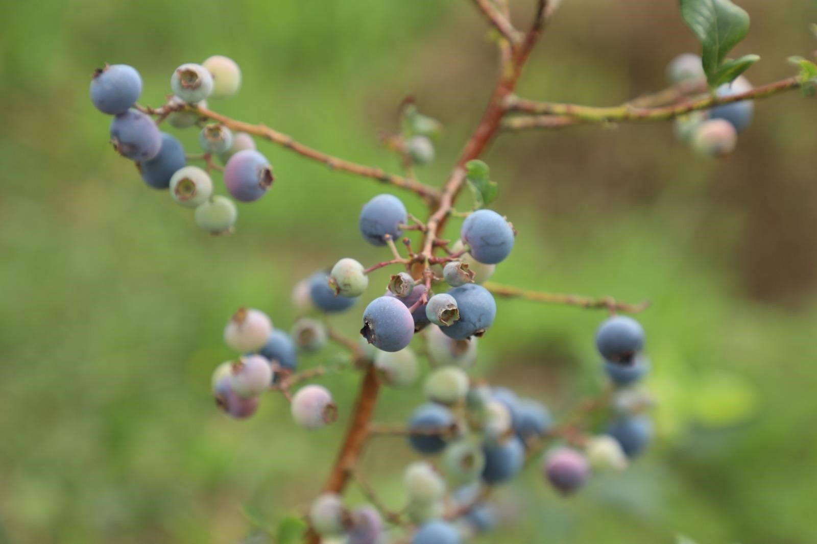 Adı gibi kendi de güzel! Hasat başladı, kilosu 500 liradan satılacak - 1. Resim