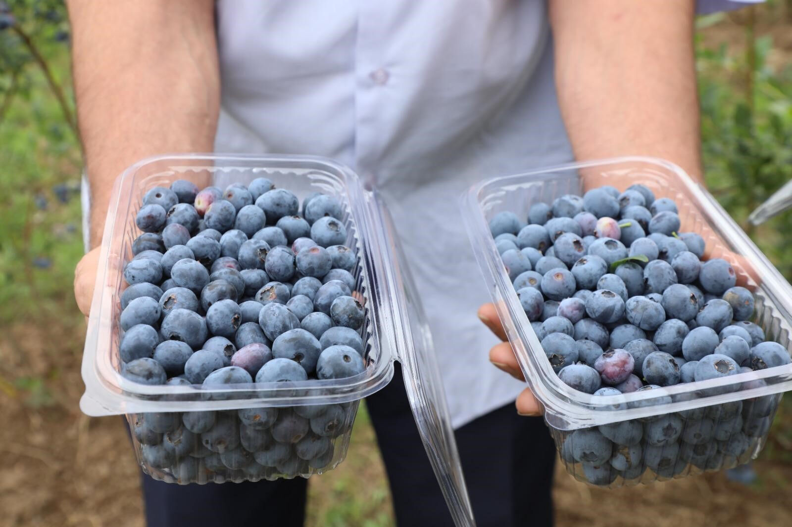 Adı gibi kendi de güzel! Hasat başladı, kilosu 500 liradan satılacak - 3. Resim