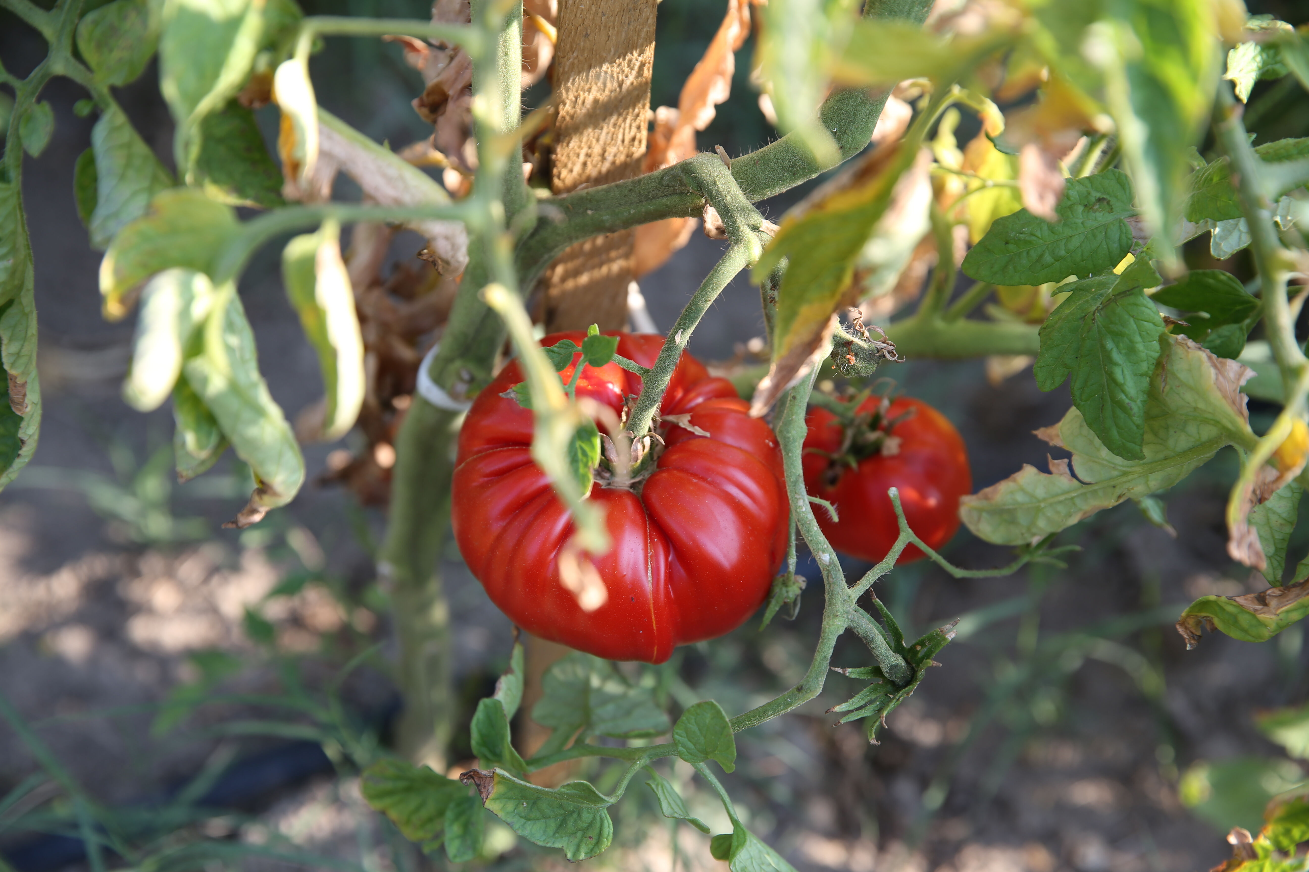 Aromasıyla damak çatlatıyor, kilosu 70 lira: Yiyenlerin asla vazgeçemeyeceği bir lezzet! - 2. Resim