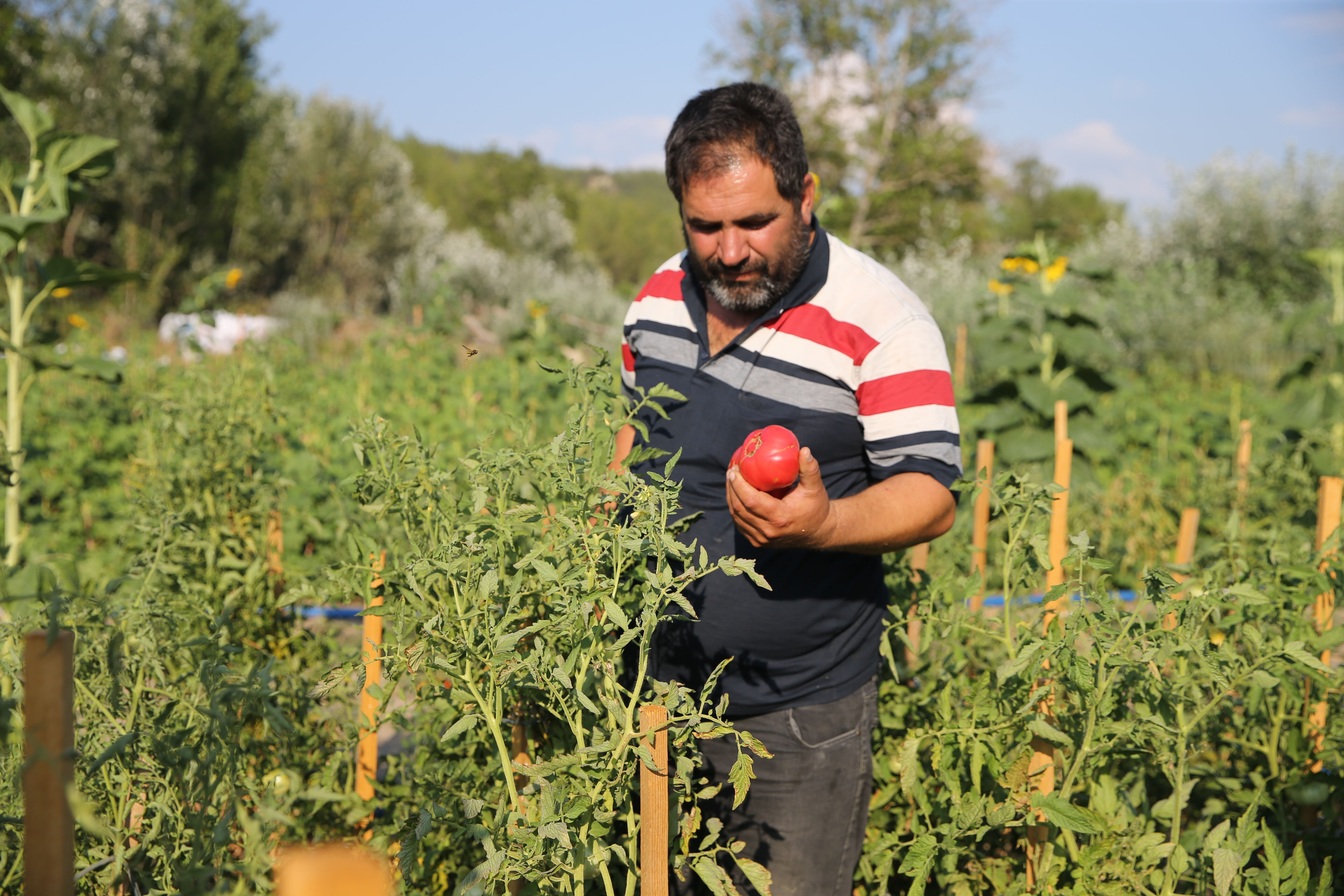 Aromasıyla damak çatlatıyor, kilosu 70 lira: Yiyenlerin asla vazgeçemeyeceği bir lezzet! - 1. Resim