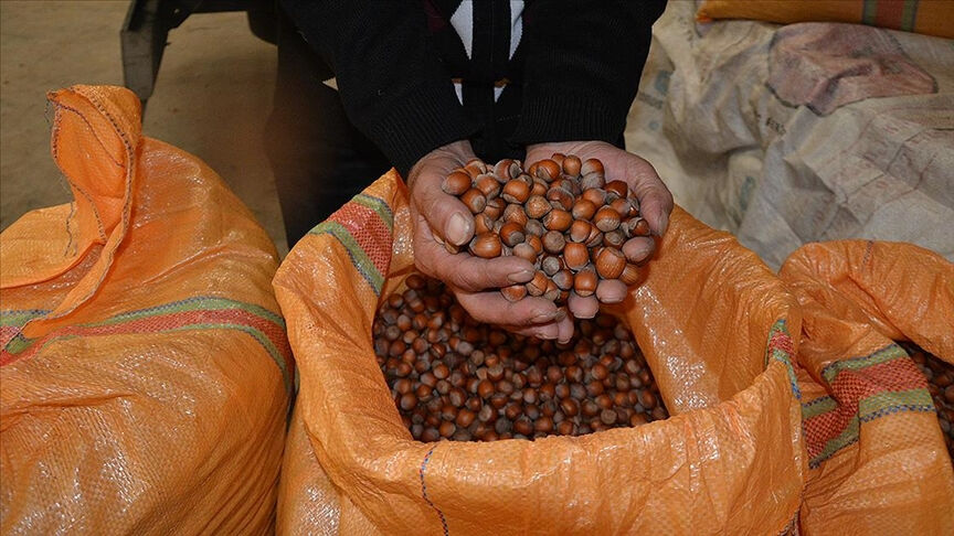 Fındık alım fiyatları belli oldu! TMO açıkladı, alımlar 25 Ağustos'ta başlıyor Fındık alım fiyatları belli oldu! TMO açıkladı, alımlar 25 Ağustos'ta başlıyor - 1. Resim