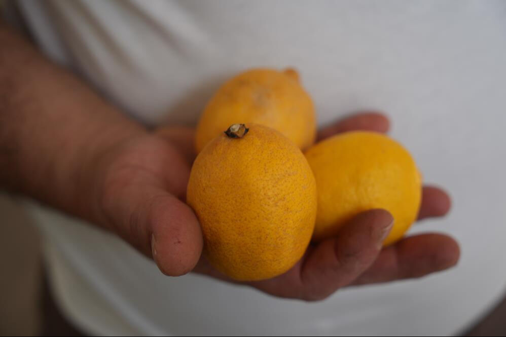 Fiyatı iki kat zamlandı! "Düğünlerde takacağız" diyerek dikkat çektiler: Çay keyfimize limon sıkıldı Fiyatı iki kat zamlandı! "Düğünlerde takacağız" diyerek dikkat çektiler: Çay keyfimize limon sıkıldı - 3. Resim