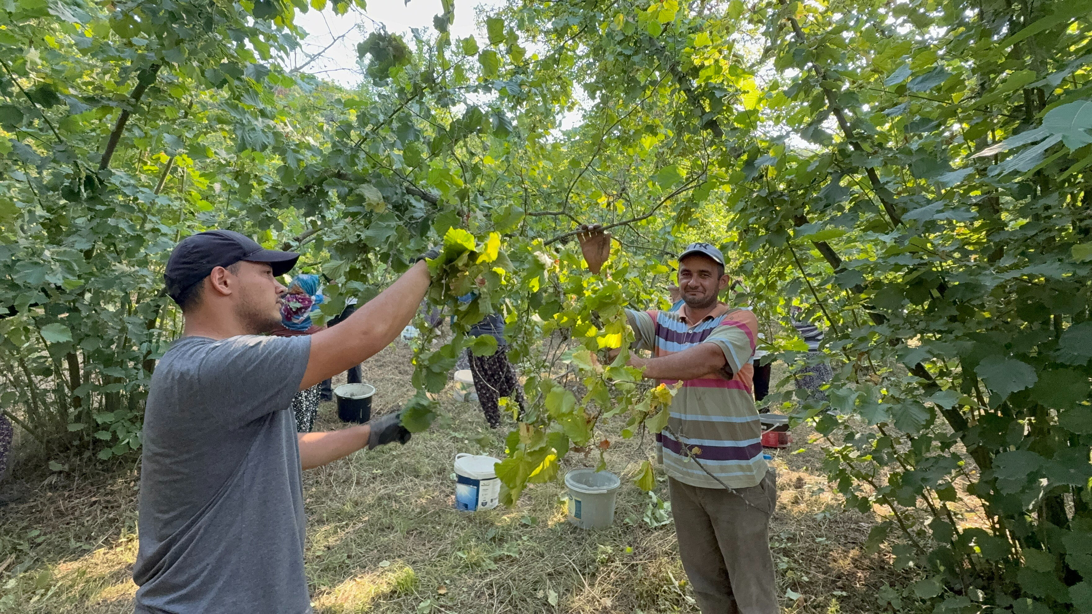 Hasat bu yıl erken başladı! Verim yarı yarıya düştü, kilosu 200 lira Hasat bu yıl erken başladı! Verim yarı yarıya düştü, kilosu 200 lira - 1. Resim