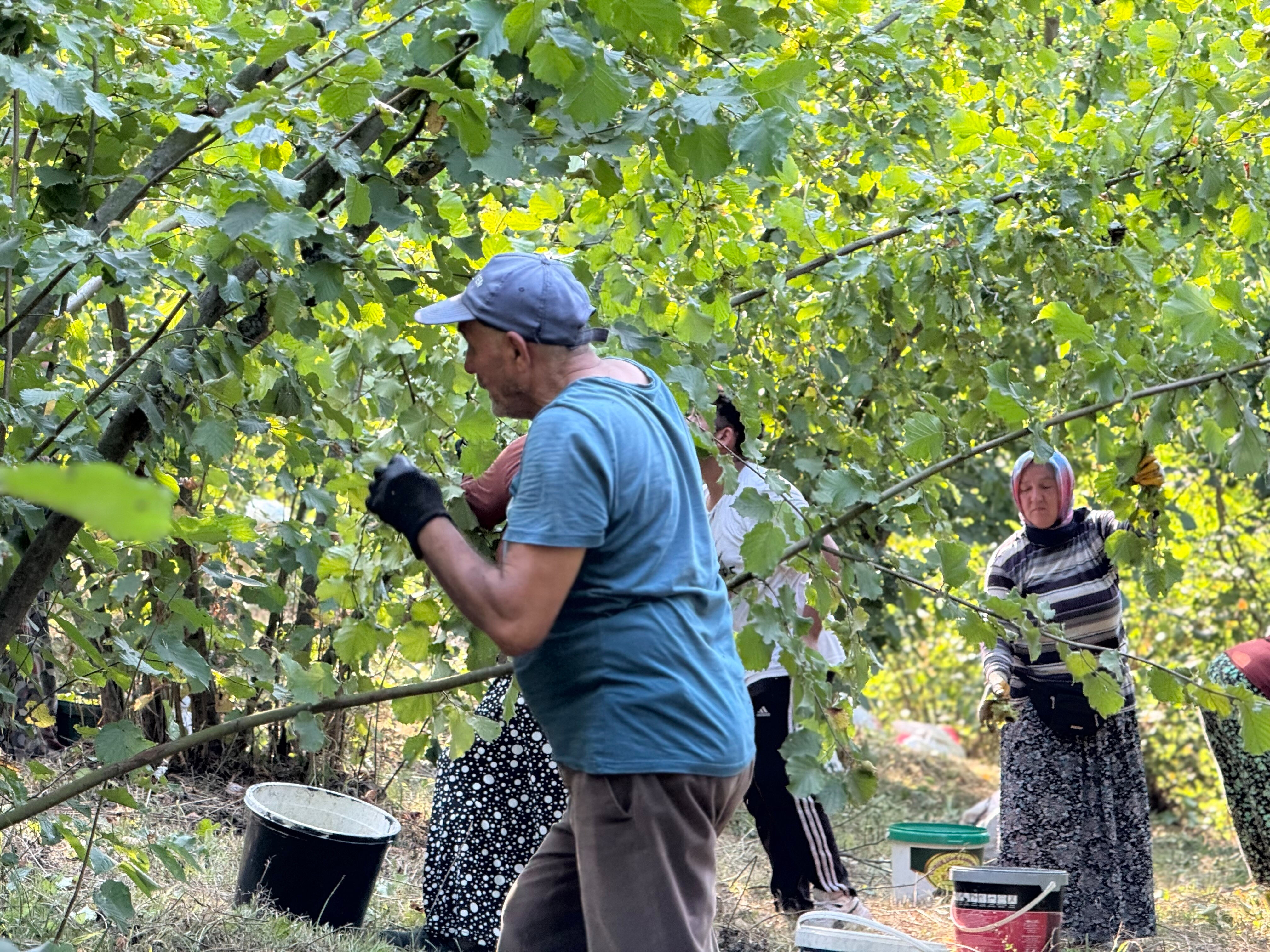 Hasat bu yıl erken başladı! Verim yarı yarıya düştü, kilosu 200 lira Hasat bu yıl erken başladı! Verim yarı yarıya düştü, kilosu 200 lira - 3. Resim