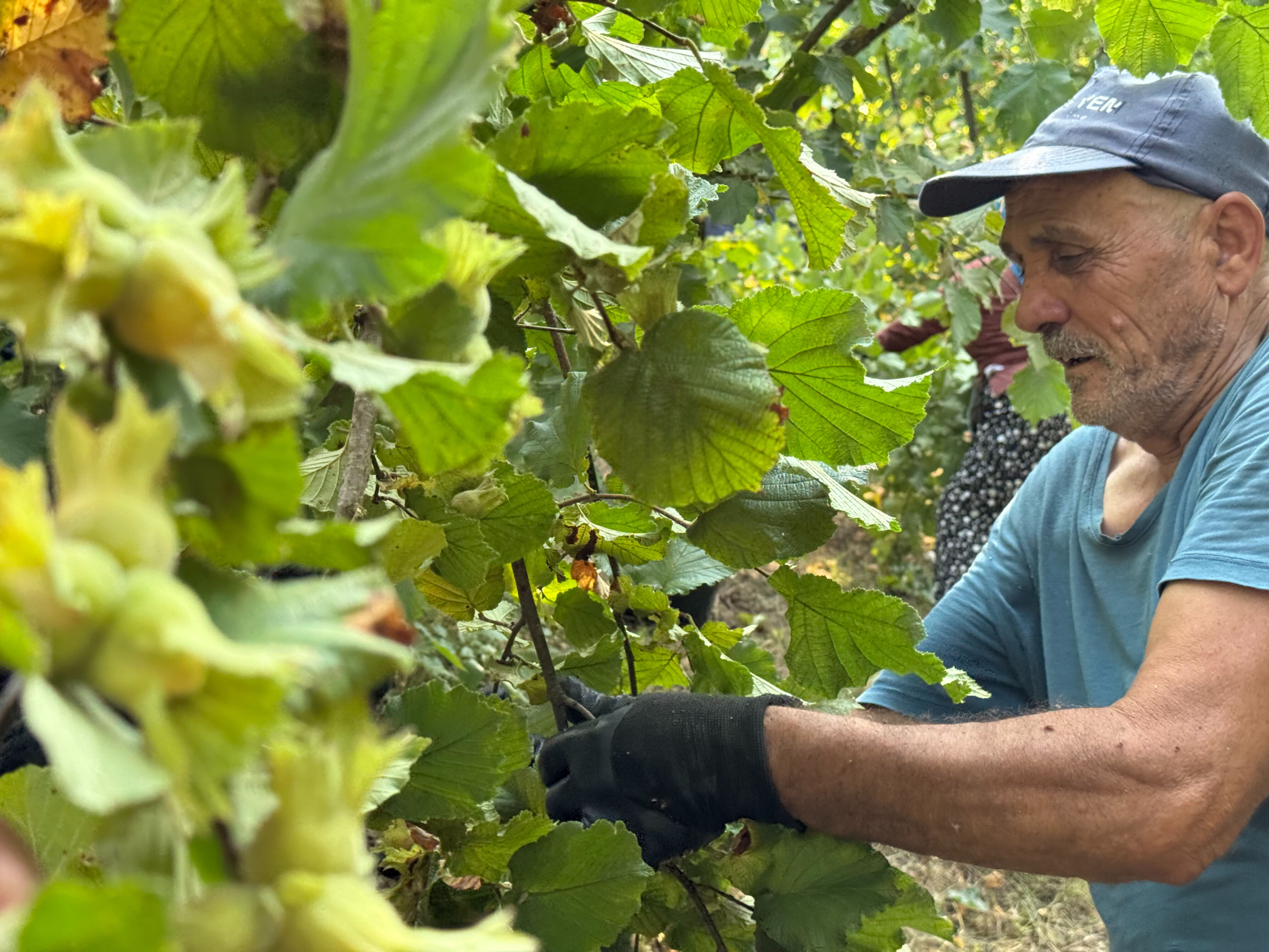 Hasat bu yıl erken başladı! Verim yarı yarıya düştü, kilosu 200 lira Hasat bu yıl erken başladı! Verim yarı yarıya düştü, kilosu 200 lira - 2. Resim