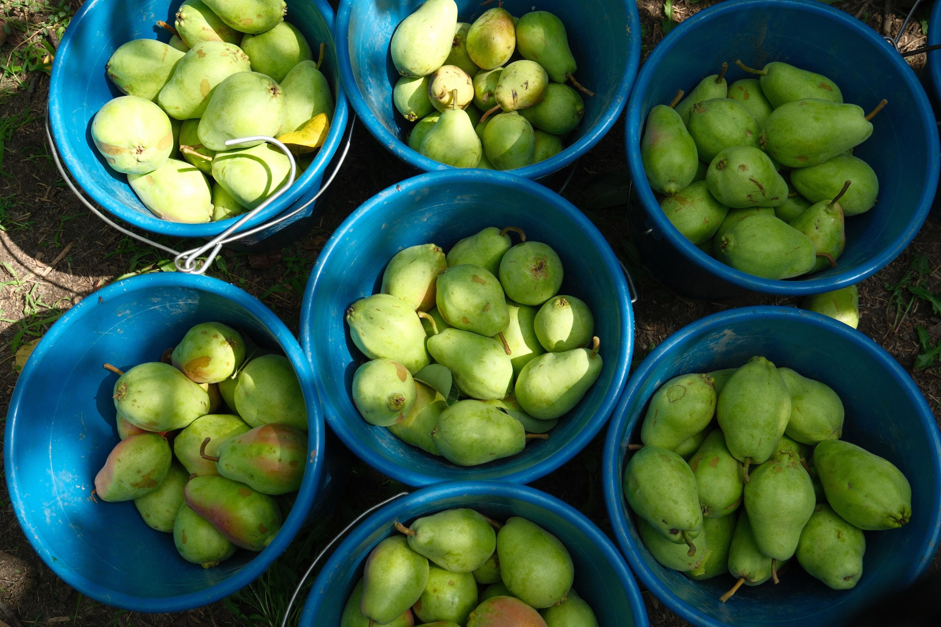 İtalya vazgeçti, Türkiye zirveye taşıdı! Avrupa artık onu Bursa'dan yiyor - 2. Resim