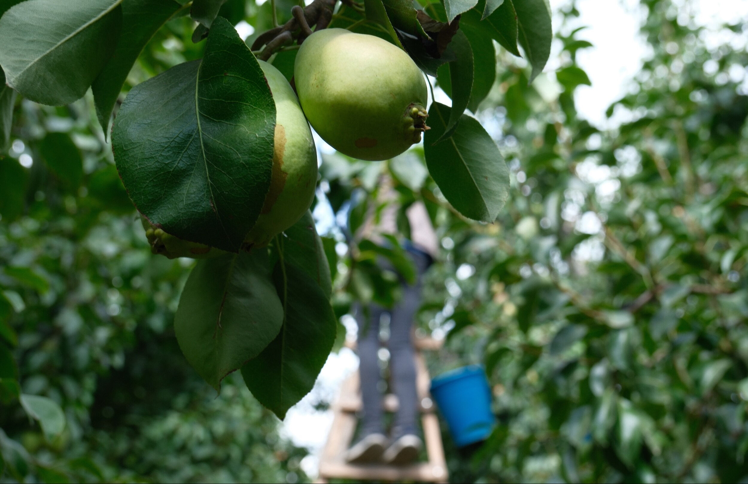 İtalya vazgeçti, Türkiye zirveye taşıdı! Avrupa artık onu Bursa'dan yiyor - 1. Resim