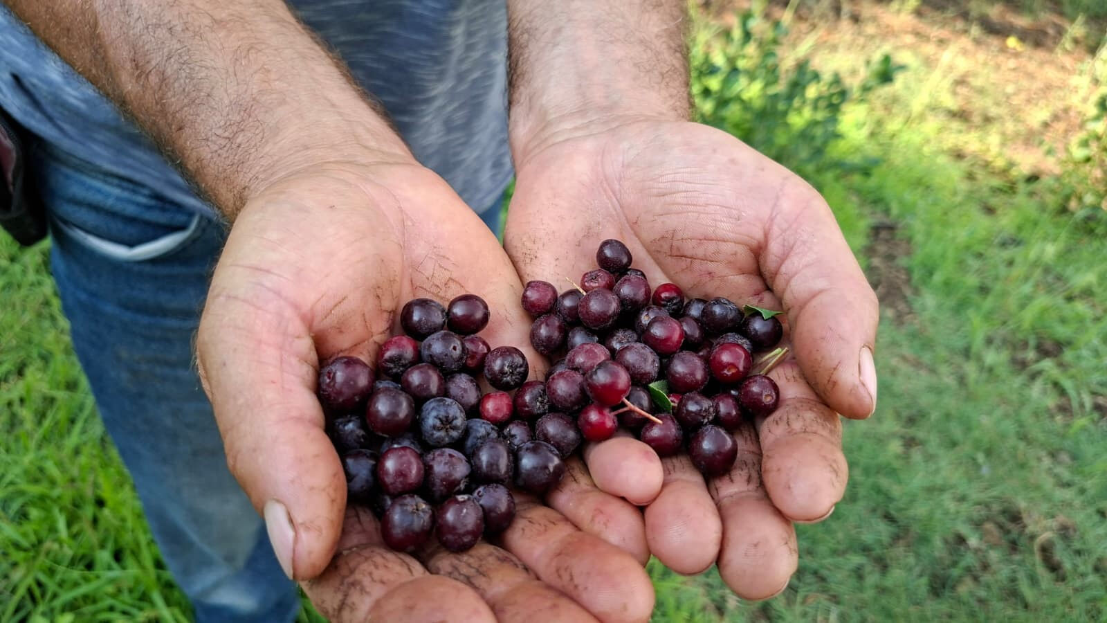 Kanser hastaları için ilaç! Reyonların aranan meyvesi, kilosu 200 lira... Kanser hastaları için ilaç! Reyonların aranan meyvesi, kilosu 200 lira... - 3. Resim