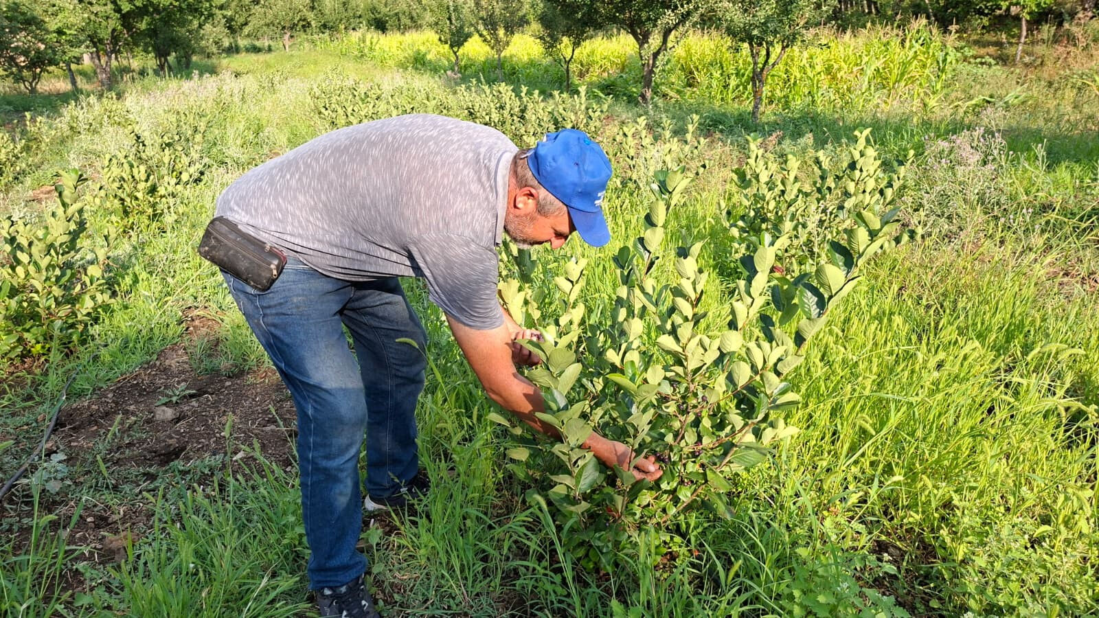Kanser hastaları için ilaç! Reyonların aranan meyvesi, kilosu 200 lira... Kanser hastaları için ilaç! Reyonların aranan meyvesi, kilosu 200 lira... - 1. Resim