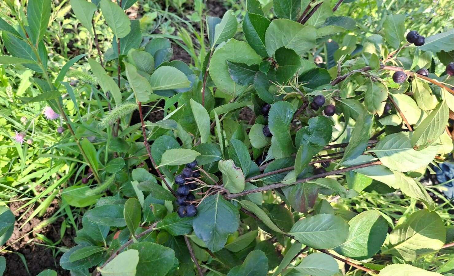 Kanser hastaları için ilaç! Reyonların aranan meyvesi, kilosu 200 lira... Kanser hastaları için ilaç! Reyonların aranan meyvesi, kilosu 200 lira... - 2. Resim