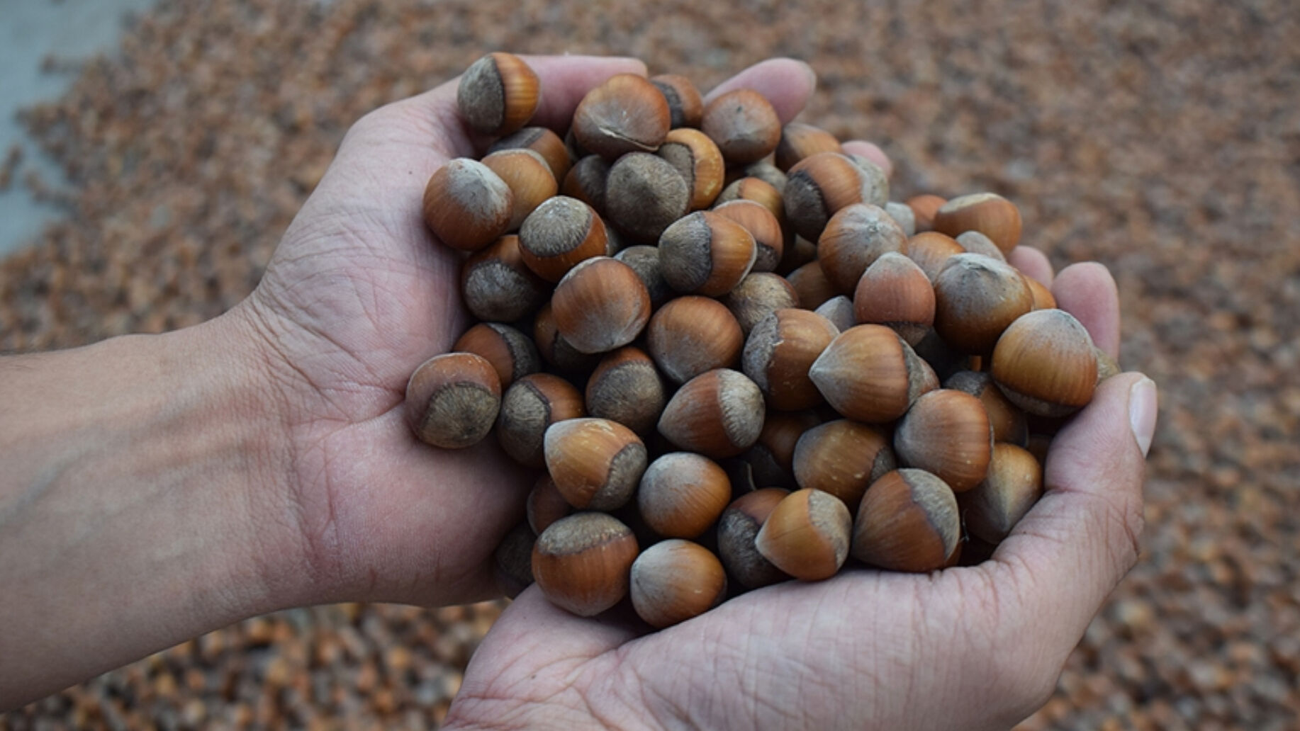 Levant, Giresun kalite kabuklu fındık kilogram fiyatı ne kadar? İşte g&uuml;ncel fiyatlar - 1. Resim