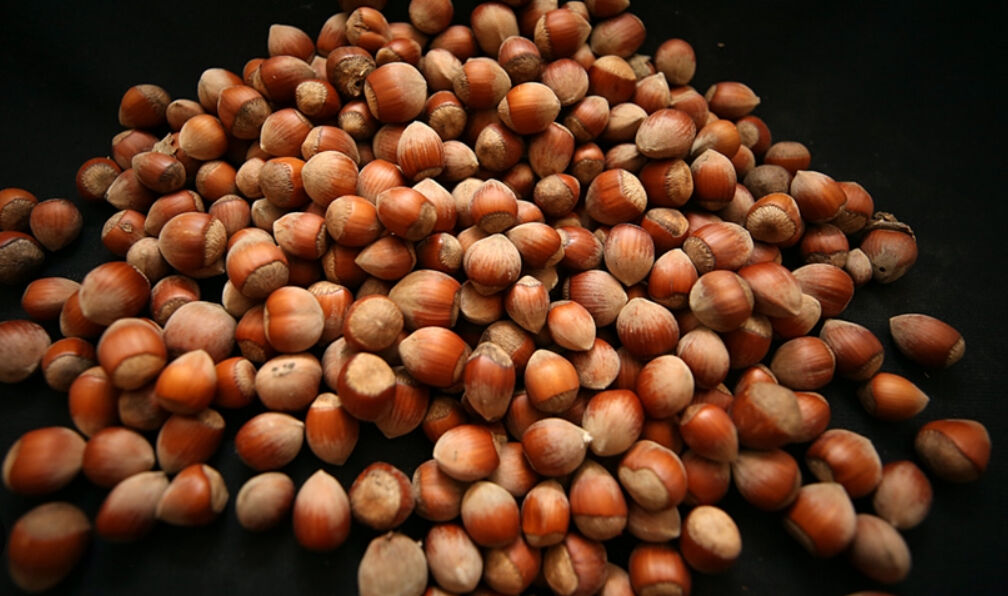 Levant, Giresun kalite kabuklu fındık kilogram fiyatı ne kadar? İşte g&uuml;ncel fiyatlar - 2. Resim