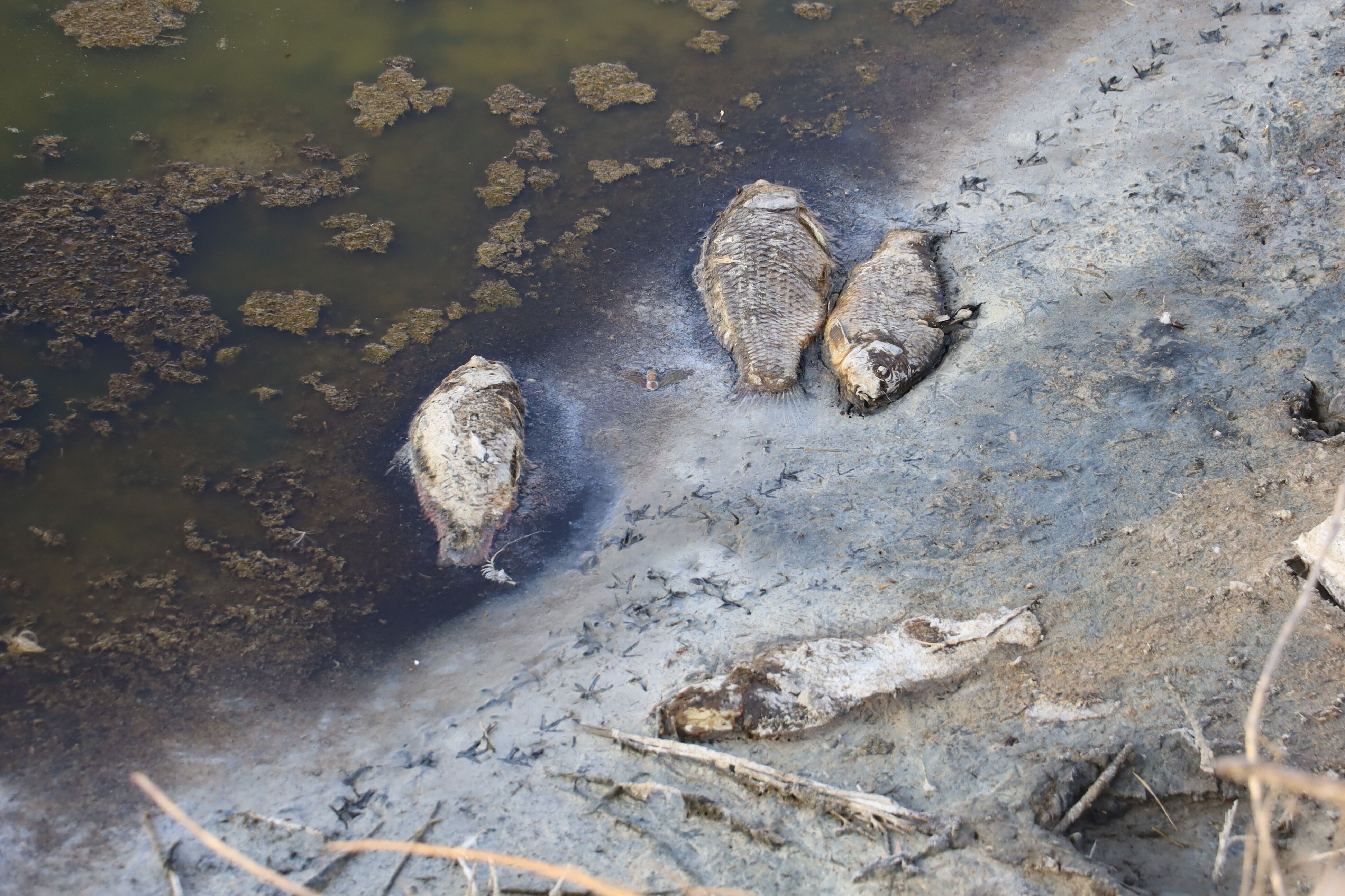 Sivas'taki görüntüler korkutmuştu! Balık ölümlerinin nedeni ortaya çıktı - 3. Resim