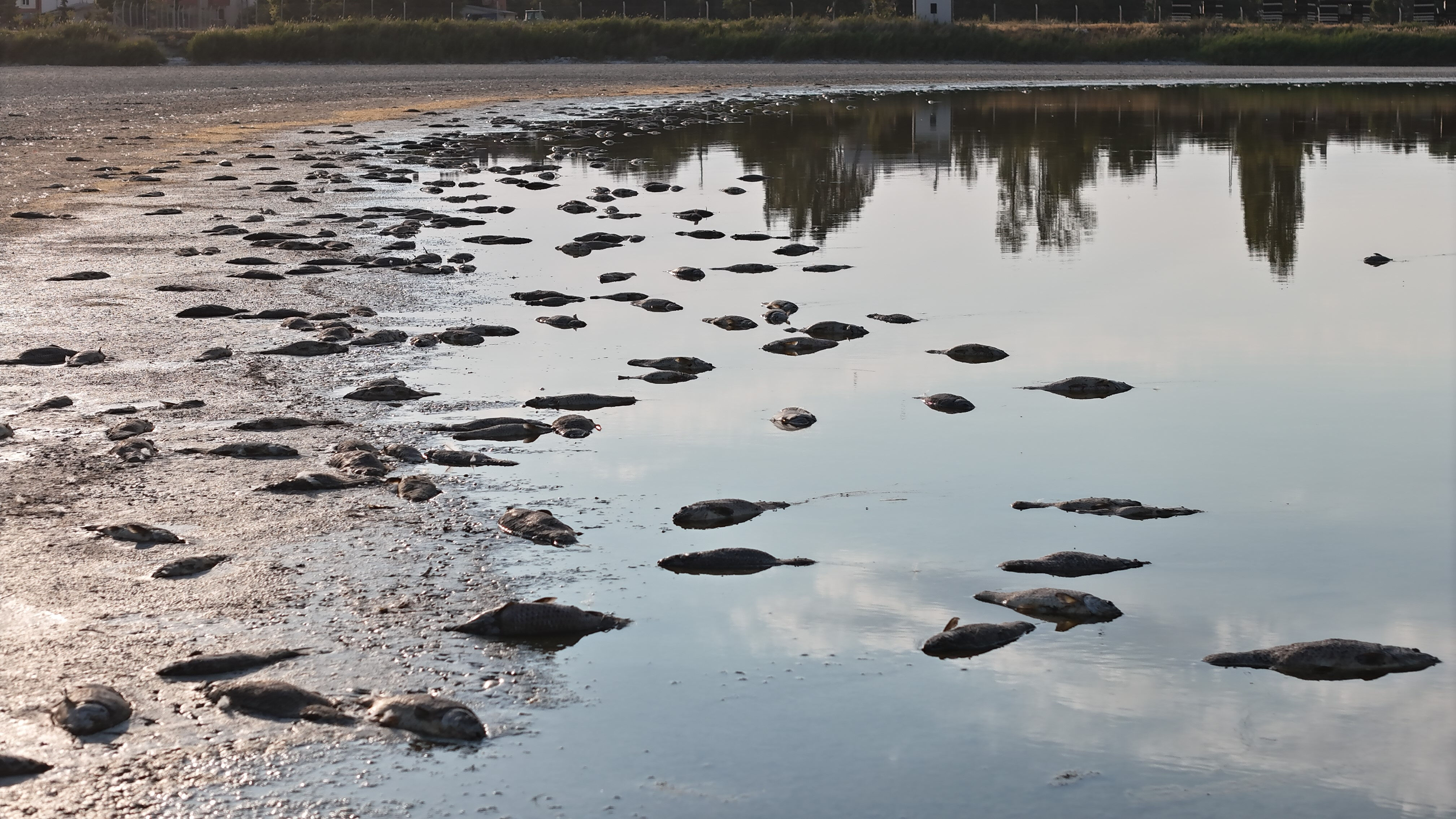 Sivas'taki görüntüler korkutmuştu! Balık ölümlerinin nedeni ortaya çıktı - 2. Resim
