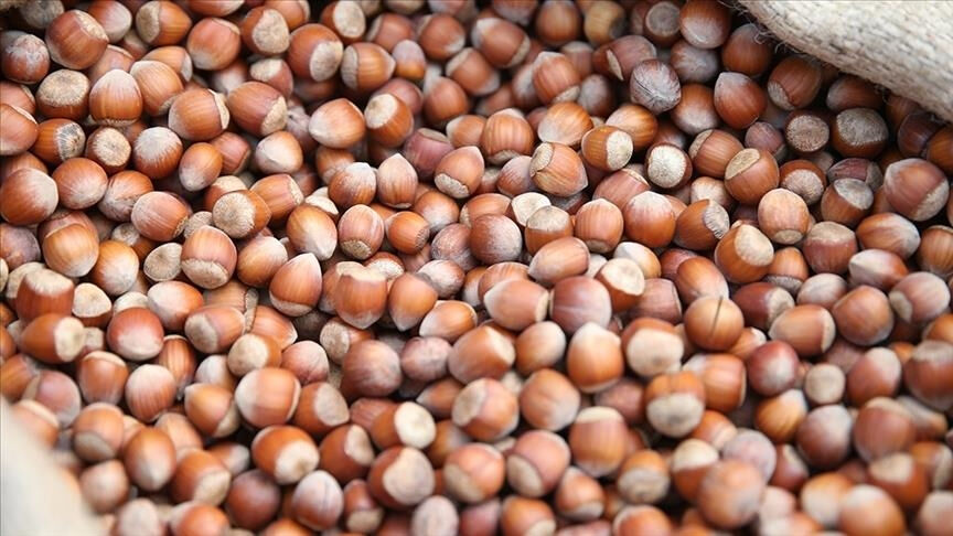 TMO fındık fiyatları ne zaman açıklanacak? 2025 yılı fındık taban fiyatları gündemde - 1. Resim
